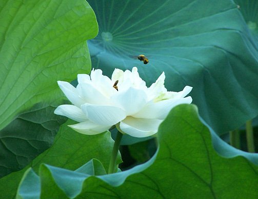 lotus208 edited 1 - --> JσℓιєFℓєυя Thread <--