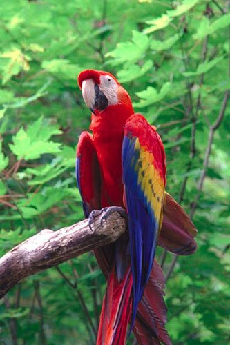 macaw-1.jpg