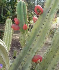 peruvian apple cactus2 1 - --> JσℓιєFℓєυя Thread <--