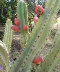 peruvian_apple_cactus2-1.jpg
