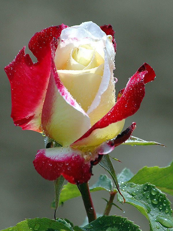 pictureredrosewhite-1.jpg