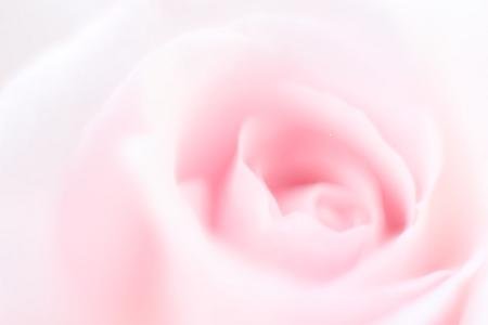 pinkrose-1.jpg