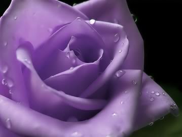 purple1-1.jpg