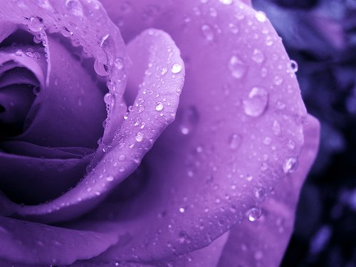 purplerosebybpbponflickr-1.jpg