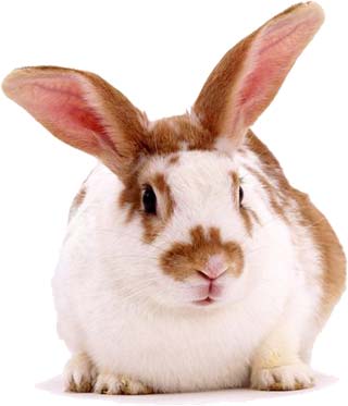 rabbit 1 - aNiMaLs