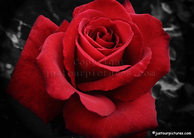 red20rose201-1.jpg