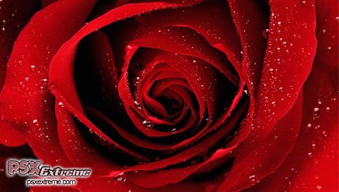 red rose 01 1 - --> JσℓιєFℓєυя Thread <--