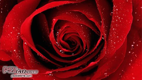 red_rose_01-1.jpg