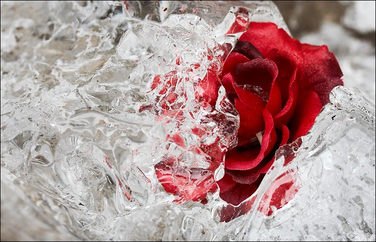 red_rose_broken_ice_01-1.jpg