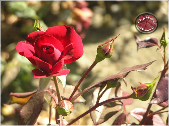 redrose1-1.jpg