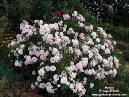 rosebush-1.jpg