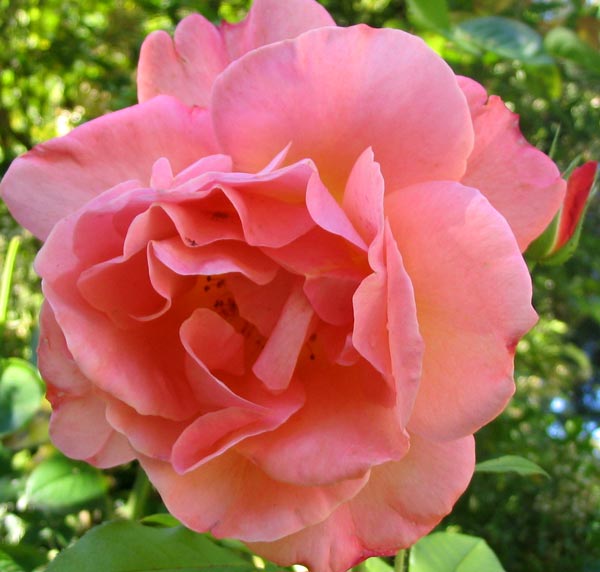 roseflowerwesterland-1.jpg