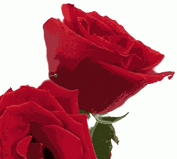 roses2-1.gif