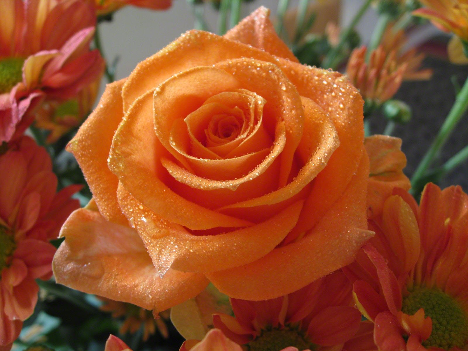 roseswallpaperrosesbouquets4405JPG-1.jpg