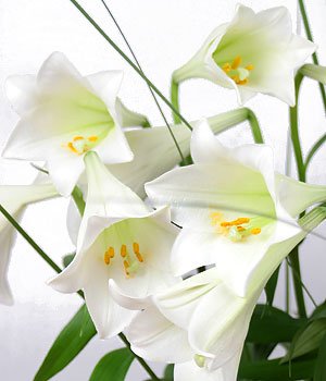 tdf_lily-1.jpg