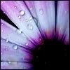 thFlowerPurple-1.jpg
