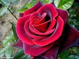 tn_taboorose-1.jpg