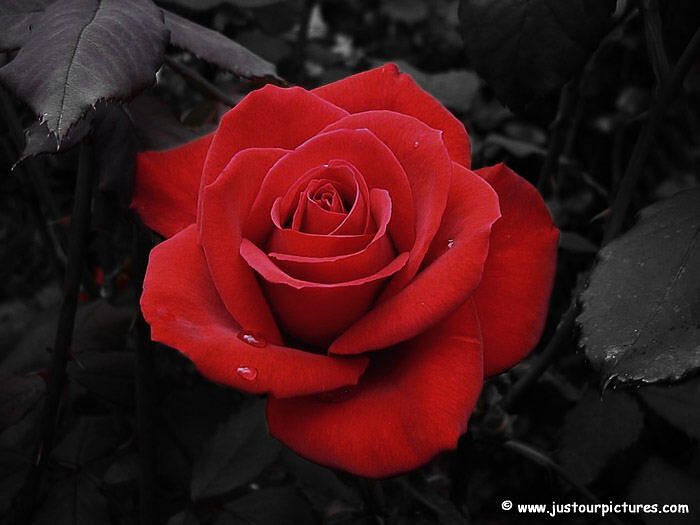 valentinesdayredrose 1 - --> JσℓιєFℓєυя Thread <--