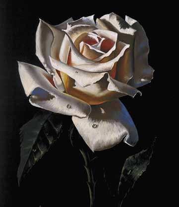 white rose 1 - --> JσℓιєFℓєυя Thread <--