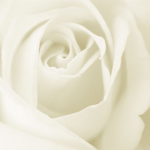 whiterose-1.jpg