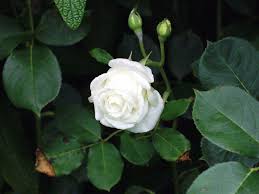 whiterose-2.jpg