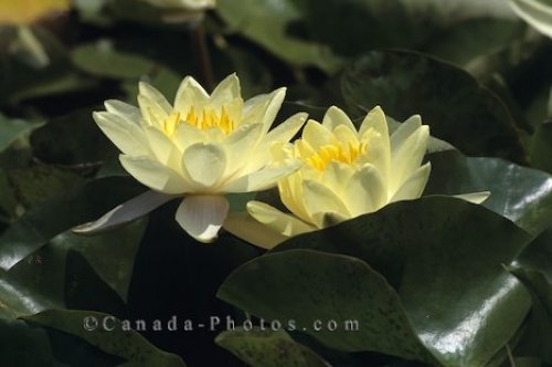 yellowwaterroses_382-1.jpg