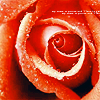 z93144574-1.png