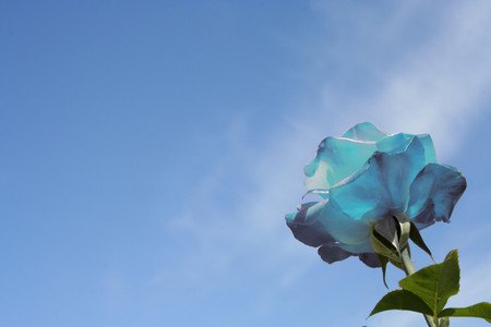 070711145149_Blue_Rose_Against_Blue_Sky_-1.jpg