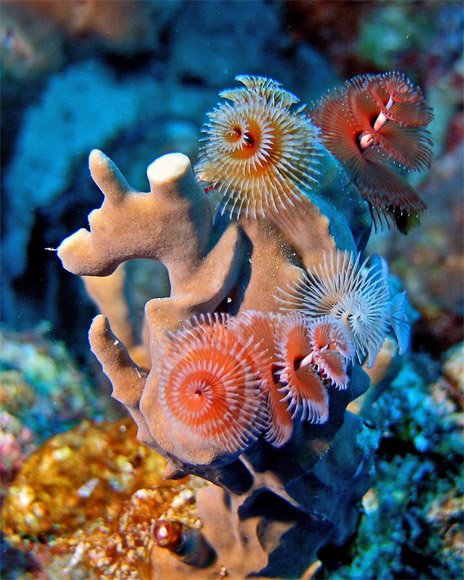 1795523221 fdad91b1d8 1 - Top 10 deep sea creatures!!
