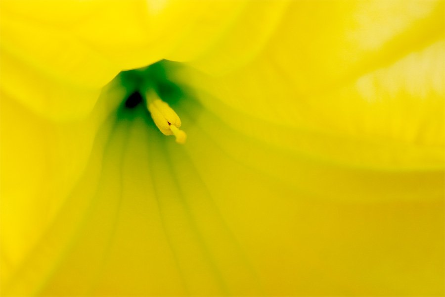 20040821123927_20040821yellowflower900x6-1.jpg