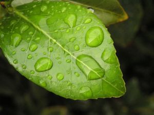 316808_green_leaf-1.jpg