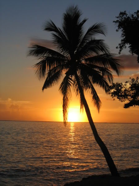 450pxSunset_with_coconut_palm_tree-1.jpg