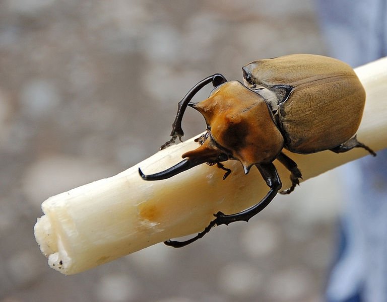 768pxElephant Beetle Megasoma elephas Ma 1 - Amazing Insects...SUBHANALLAH, But warning lol