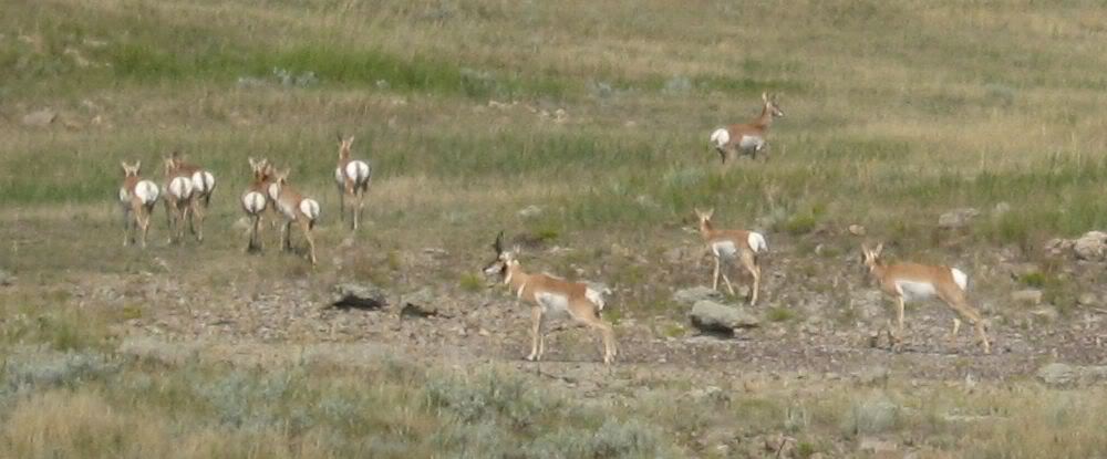 Antelope-1.jpg