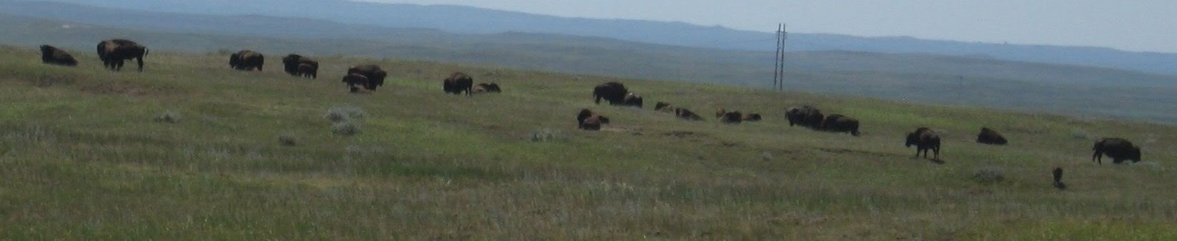 Bison-1.jpg