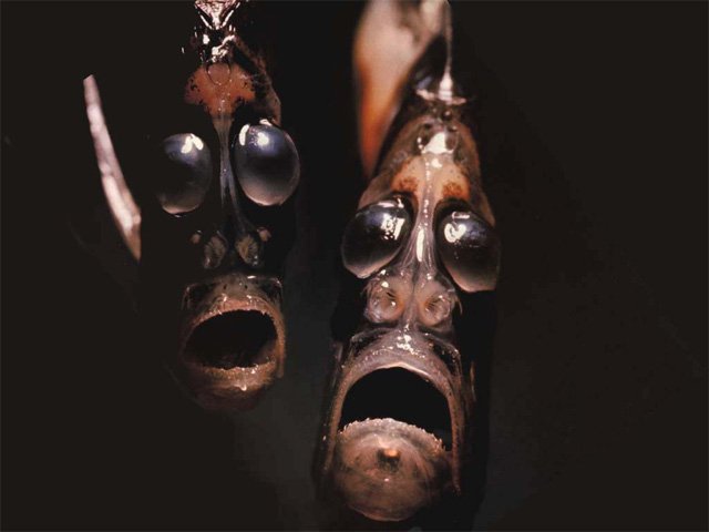 Hatchetfish 1 - Top 10 deep sea creatures!!
