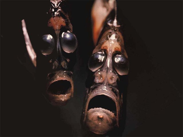 Hatchetfish-1.jpg
