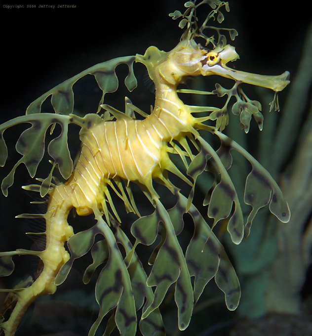 Leafy Sea Dragon  1 1 - Top 10 deep sea creatures!!