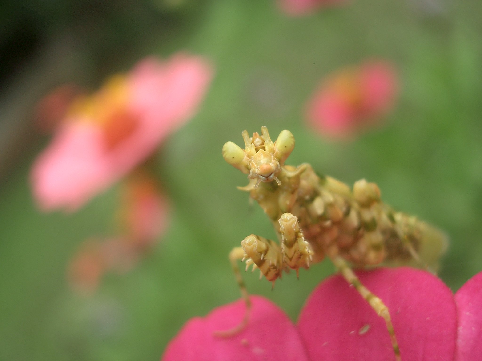 Manthesoudan 1 - Amazing Insects...SUBHANALLAH, But warning lol