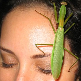 Mantis1 1 - Amazing Insects...SUBHANALLAH, But warning lol