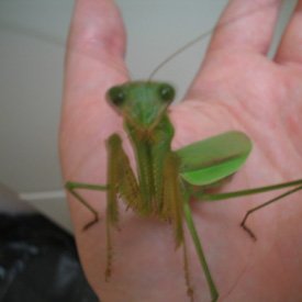 Mantis2 1 - Amazing Insects...SUBHANALLAH, But warning lol