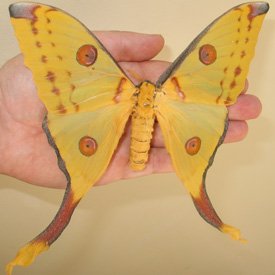 MoonMoth 1 - Amazing Insects...SUBHANALLAH, But warning lol