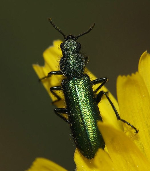 Spanish fly 1 - Amazing Insects...SUBHANALLAH, But warning lol