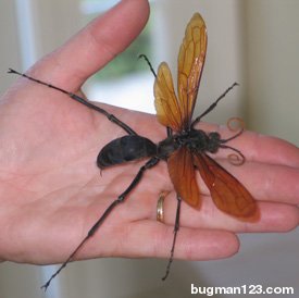 TarantulaHawk 1 - Amazing Insects...SUBHANALLAH, But warning lol
