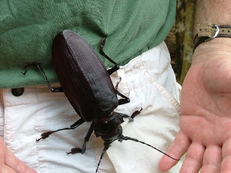 Top10WeirdBeetles2-1.jpg