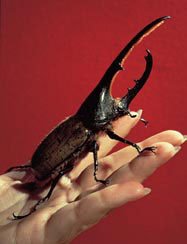 Top10WeirdBeetles3 1 - Amazing Insects...SUBHANALLAH, But warning lol