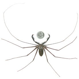 WhipScorpion1-1.jpg