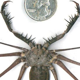 WhipScorpion2-1.jpg