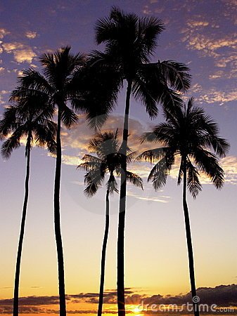 alamoanapalmtreessunsetthumb855595-1.jpg