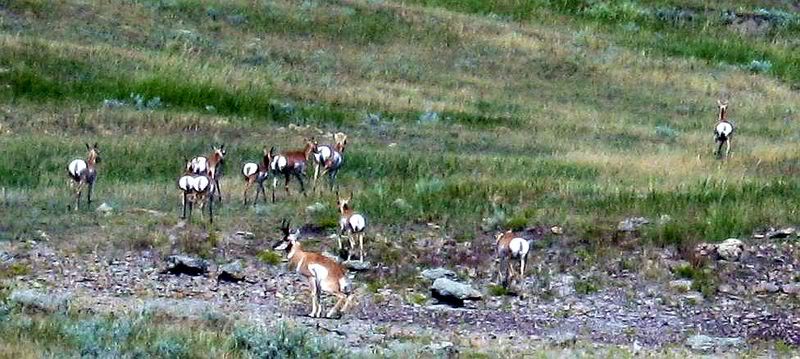 antelope3-1.jpg